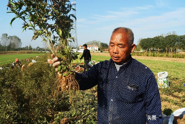 农村种植什么最好致富