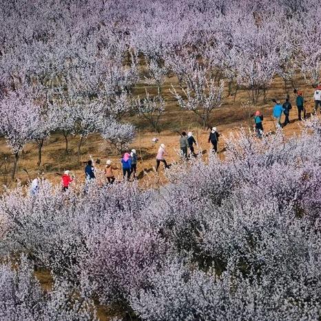 平顶山关键词排名优化技巧，提升网站流量与搜索引擎可见性的实用方法