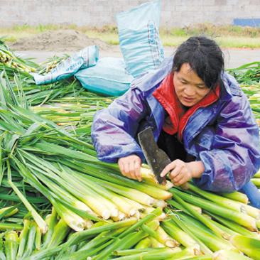 农村种什么致富呀？