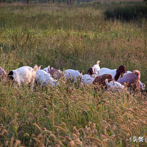 什么草是致富草