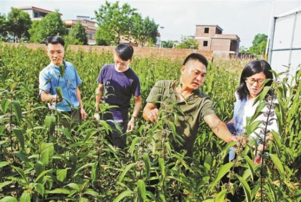 深圳农民靠什么致富