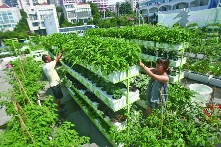 城区楼顶致富，探索种植新机遇