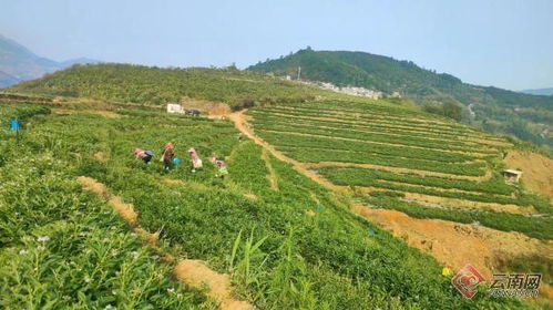 怀化山区种植什么致富