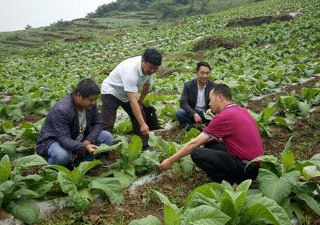 怀化山区种植什么致富