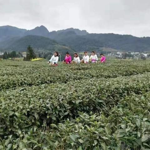 浙江的致富项目研究