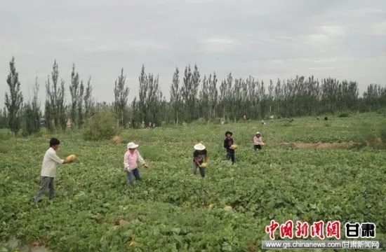 玉门种植什么能致富