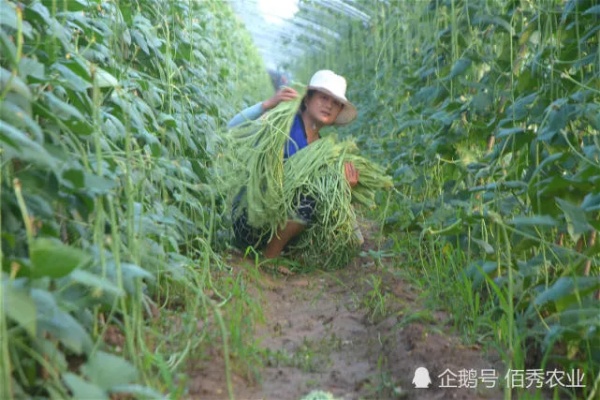 夏天在家做什么致富？