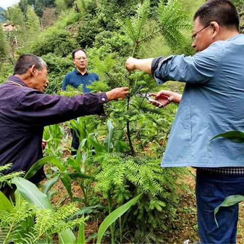 致富金什么品种好