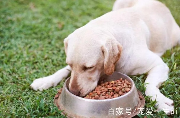 狗吃什么食物致富