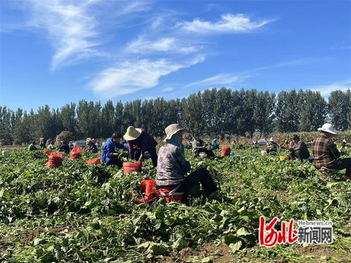 河北农村靠什么致富