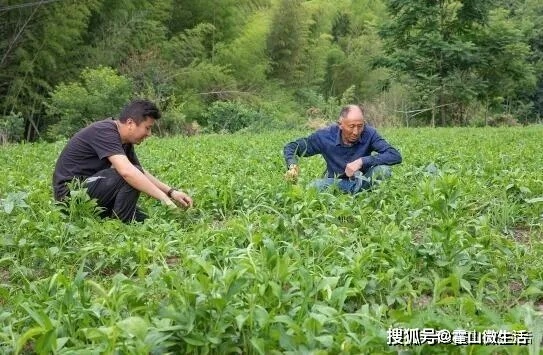 村上种植什么药材致富