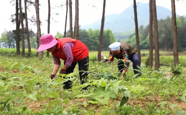 村上种植什么药材致富