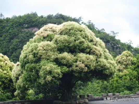 致富的树是什么？