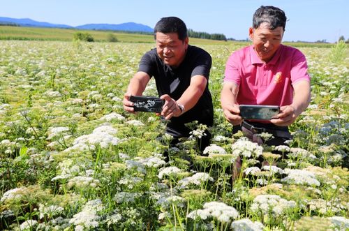 农村种植什么中药致富