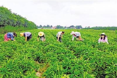 农村种植什么中药致富