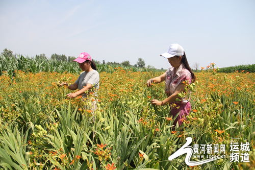 农村种植什么中药致富