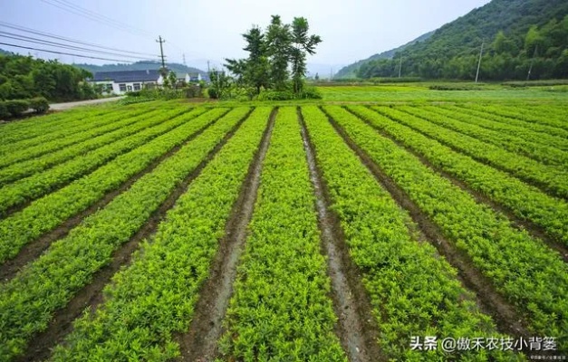 种植什么肥料最致富