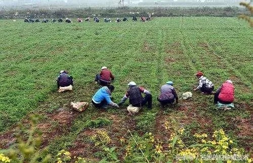 种植什么肥料最致富