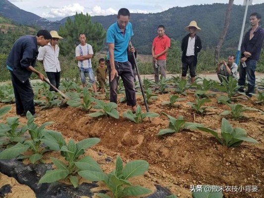 种植什么肥料最致富