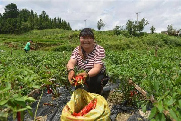 山里搞什么能够致富