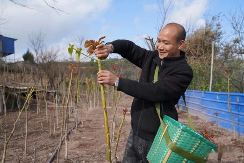 村民致富模式探索