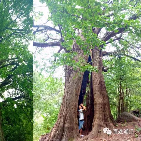 悠悠麻将作弊，揭秘悠悠麻将作弊黑幕，教你如何识破陷阱！