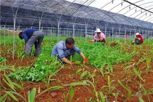 种植什么能致富？