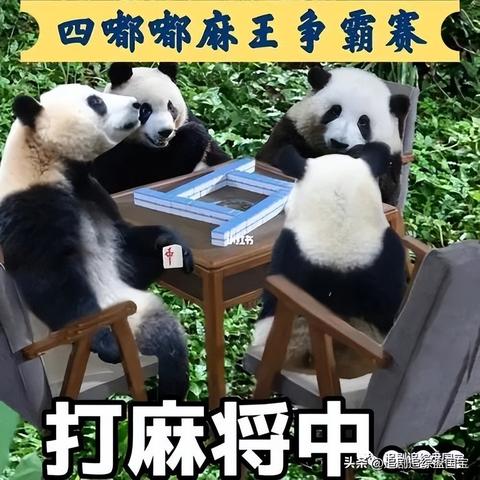 熊猫麻将作弊视频，揭秘熊猫麻将作弊视频背后的真相