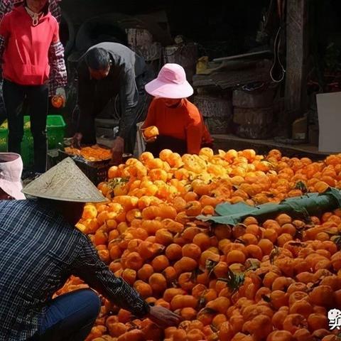 全民欢乐麻将作弊，全民欢乐麻将作弊大揭秘，揭秘背后的黑色产业链