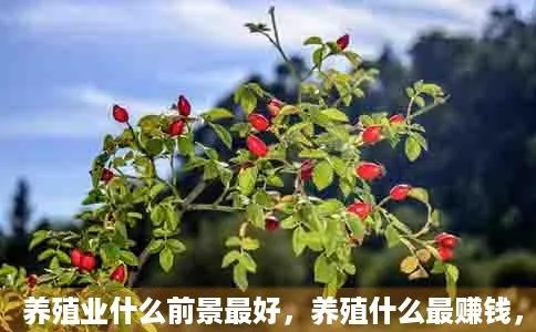 现在喂什么能致富