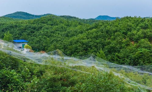 水库种植什么能致富