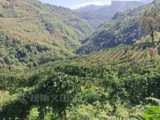 阴坡山区种植什么致富