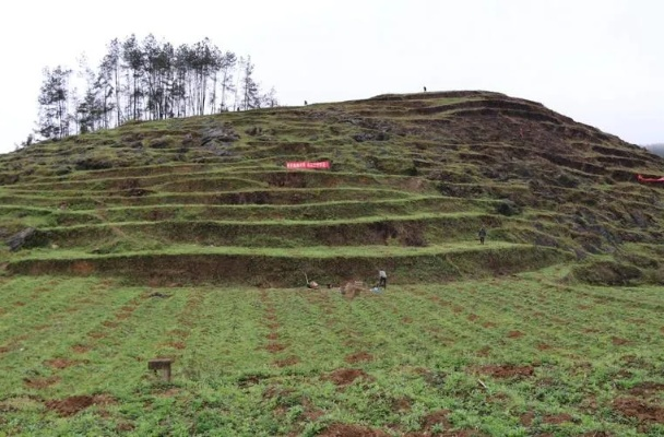 阴坡山区种植什么致富