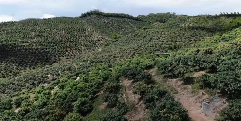 阴坡山区种植什么致富