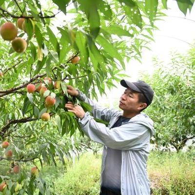 福建种植致富之路，探寻最佳种植项目与策略