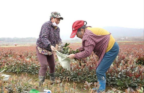 山村种植之路，探寻致富之道