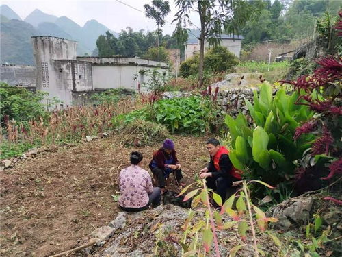 广东种植致富之路，探寻适宜种植项目与策略