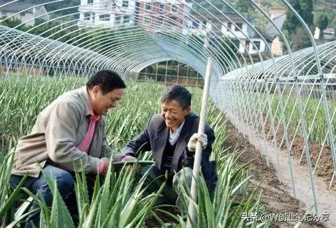 种地致富之道，选择高效农作物种植策略