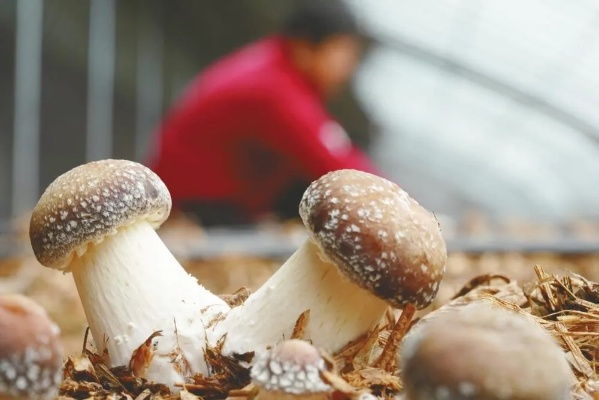 赤松茸，开启致富之门的秘密武器