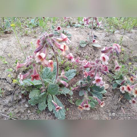 山东种植药材致富之路，探索与机遇