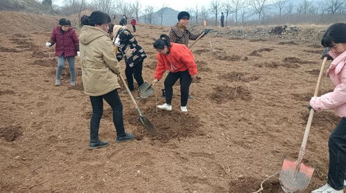 山区种植致富之路，探寻赚钱新机遇