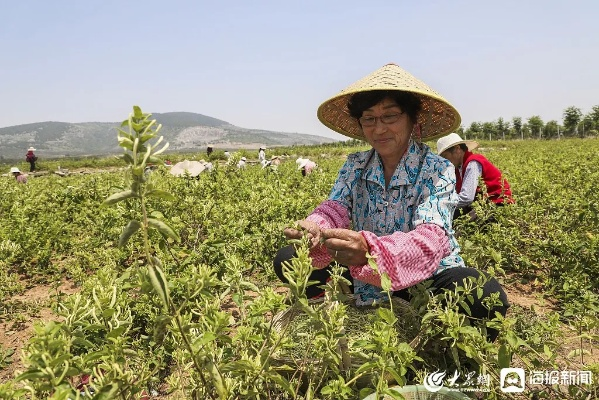 山东种植致富之路，探寻适宜种植项目与策略