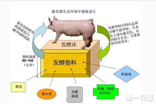 探索养猪致富之路，策略、挑战与前景