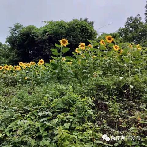 什么植物致富有效，探索植物经济的潜力与机遇