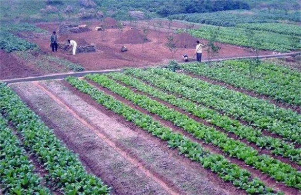 农村种地致富的多元路径与关键要素