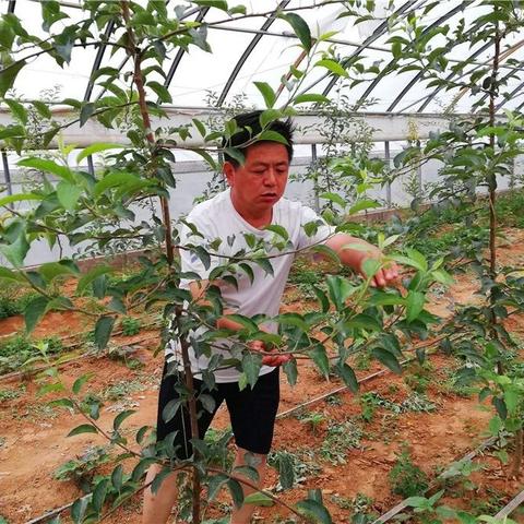 地理种什么能致富——探索地域优势作物种植与经济发展之路