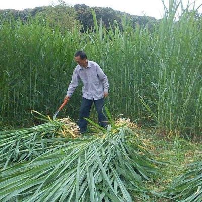 养殖致富秘诀，牧草种植与利用