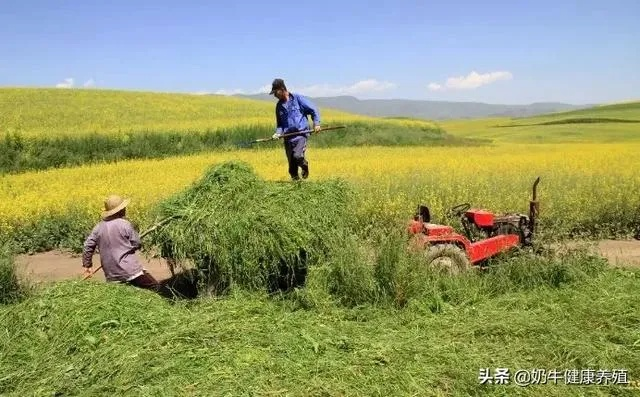 养殖致富秘诀，牧草种植与利用