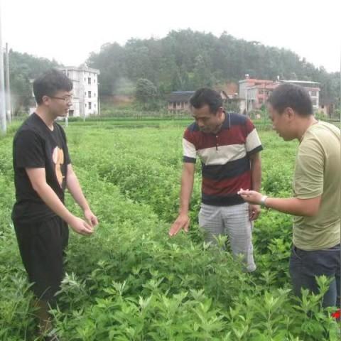 农村致富之路，探索最佳草本植物致富模式