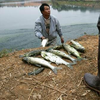 农村养鱼致富之路，探索高效养殖与市场需求对接的策略